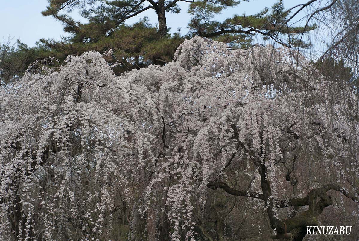 京都御苑の早咲きの桜、糸桜など