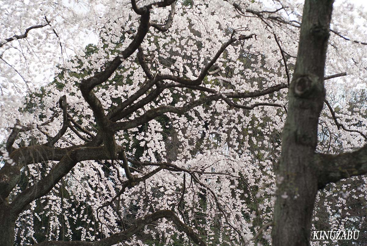 京都御苑の早咲きの桜、糸桜など