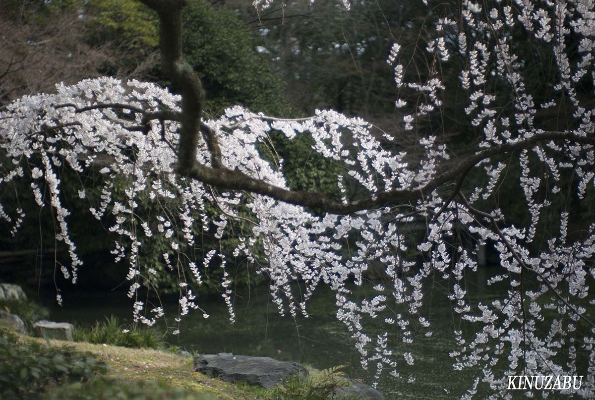 京都御苑の早咲きの桜、糸桜など