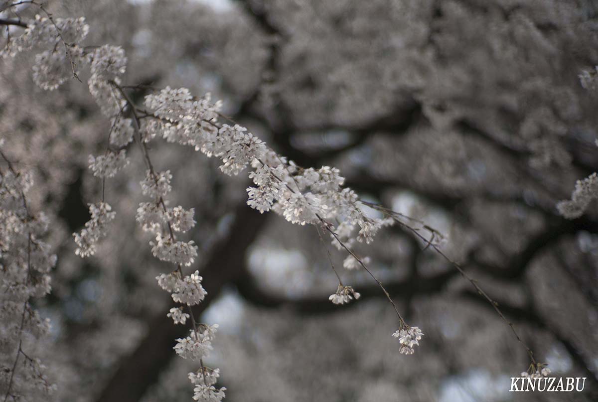 京都御苑の早咲きの桜、糸桜など