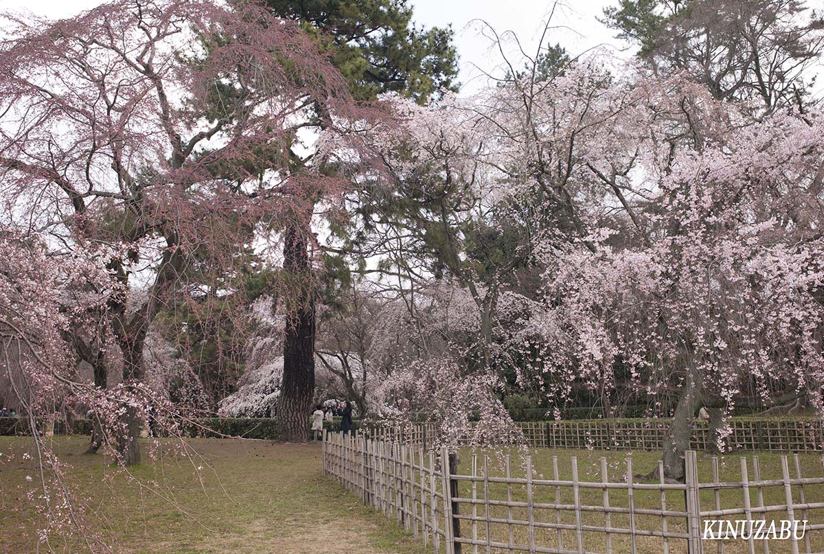 京都御苑の早咲きの桜、糸桜など