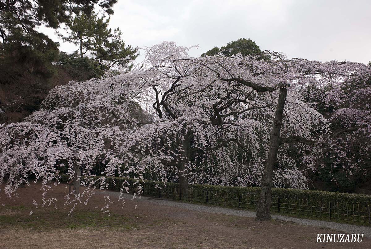 京都御苑の早咲きの桜、糸桜など