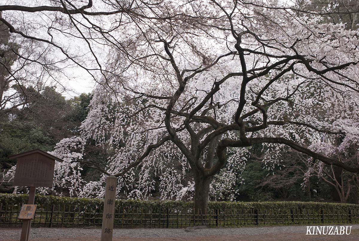 京都御苑の早咲きの桜、糸桜など