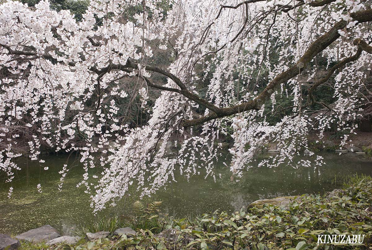 京都御苑の早咲きの桜、糸桜など