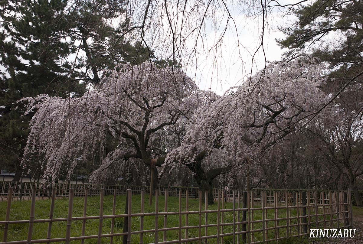 京都御苑の早咲きの桜、糸桜など