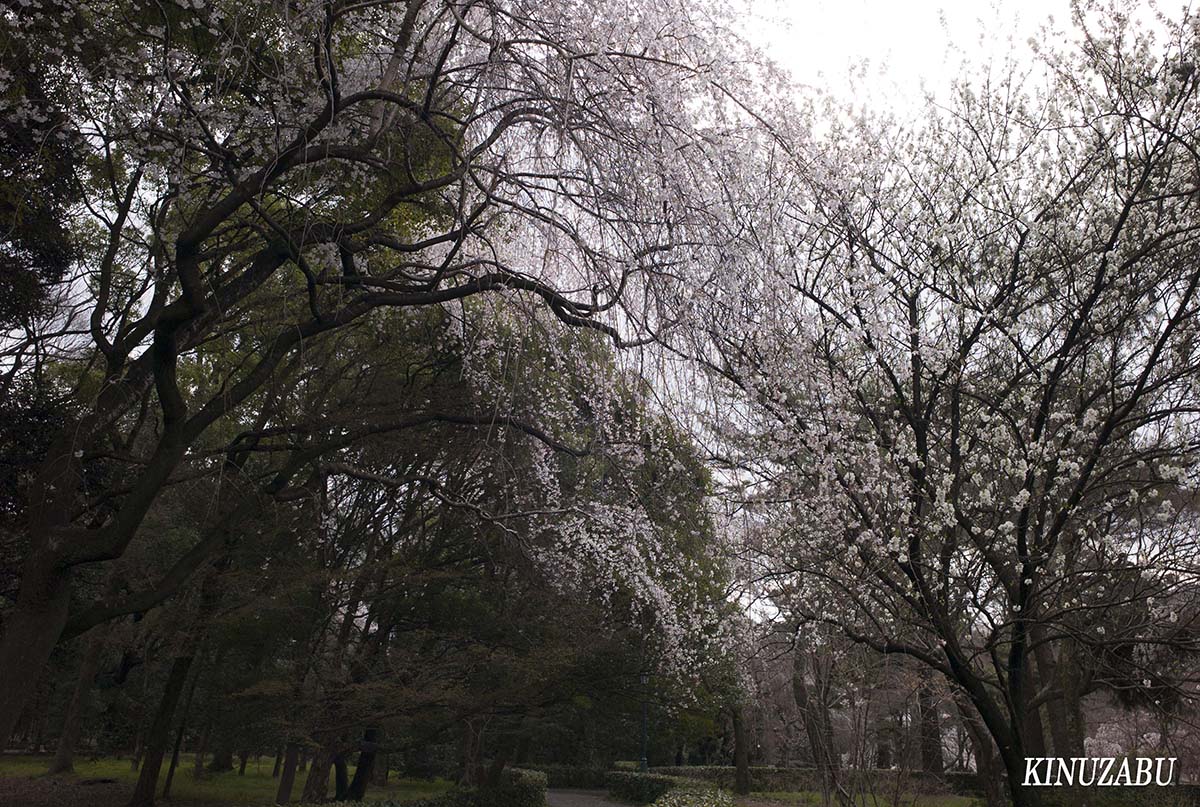 京都御苑の早咲きの桜、糸桜など