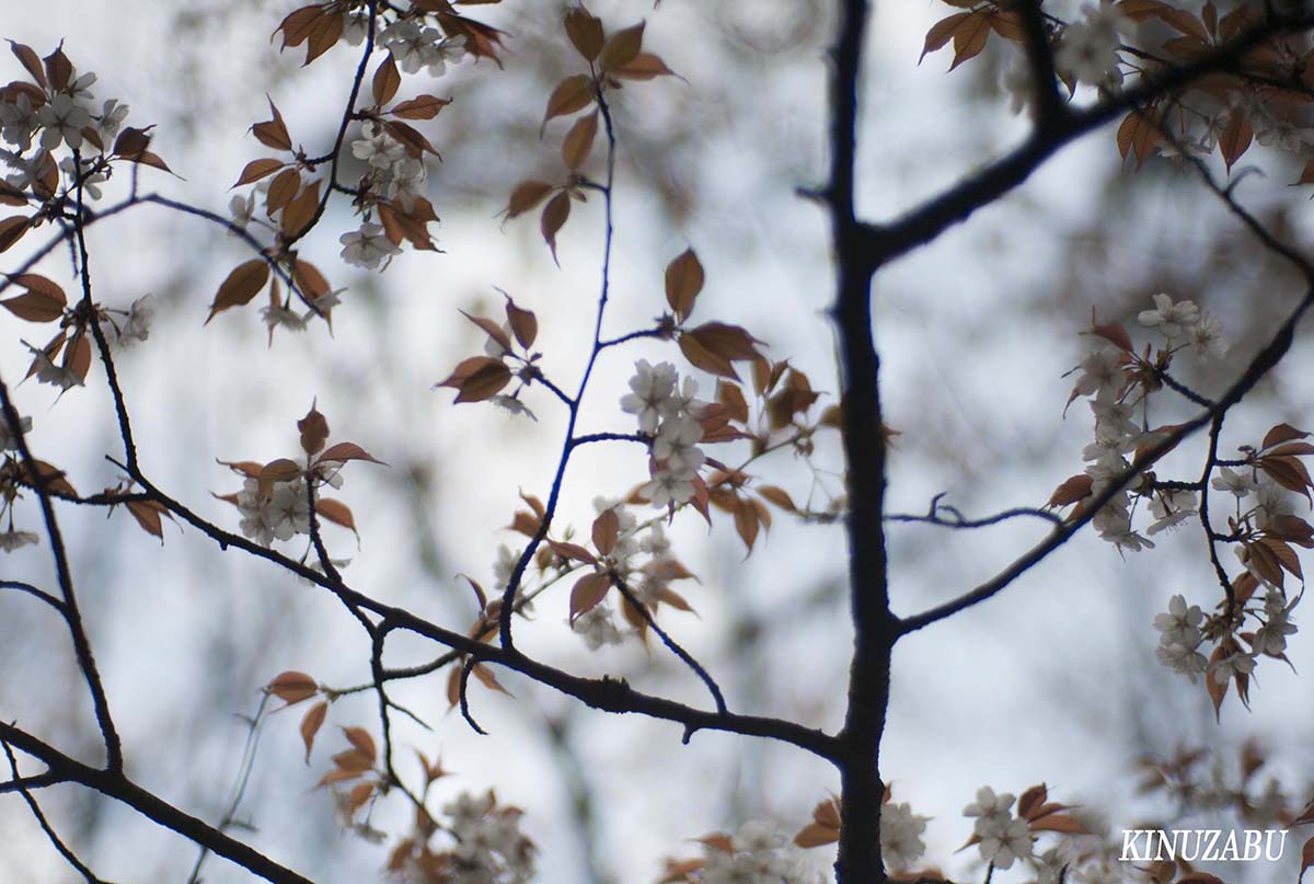 京都御苑の早咲きの桜、糸桜など