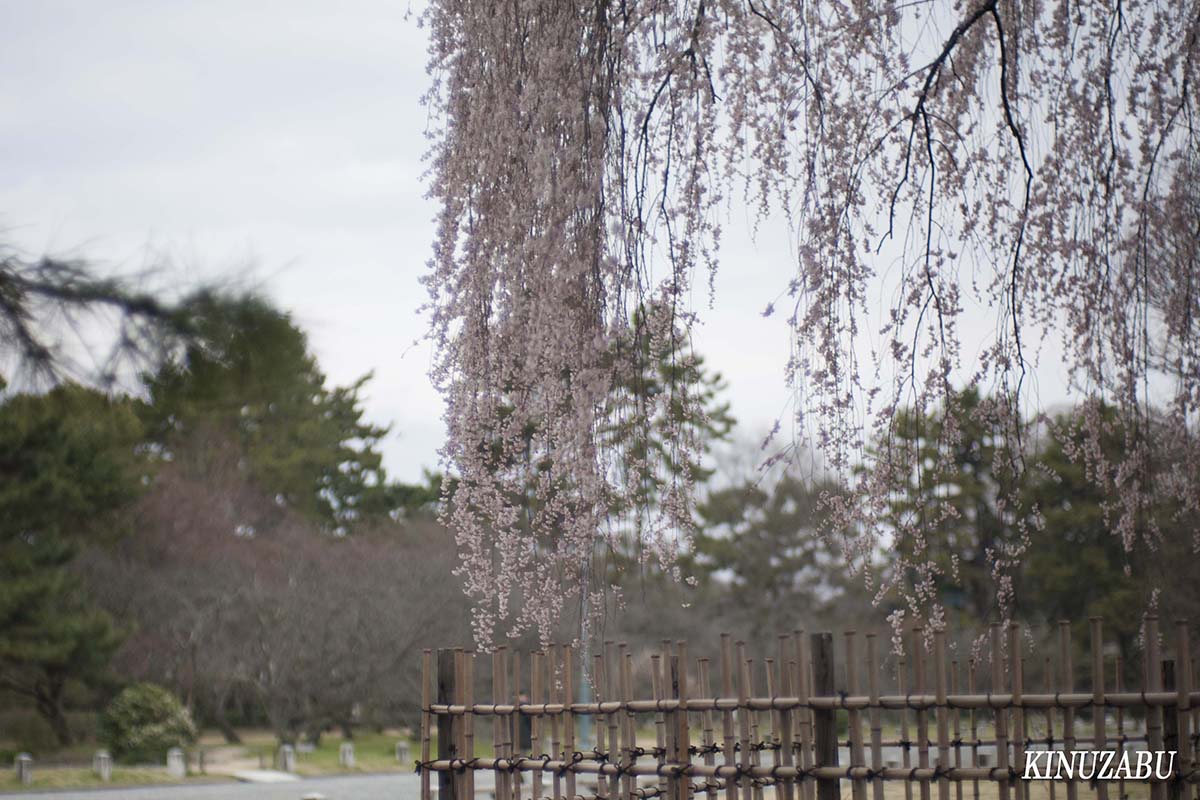 京都御苑の早咲きの桜、糸桜など