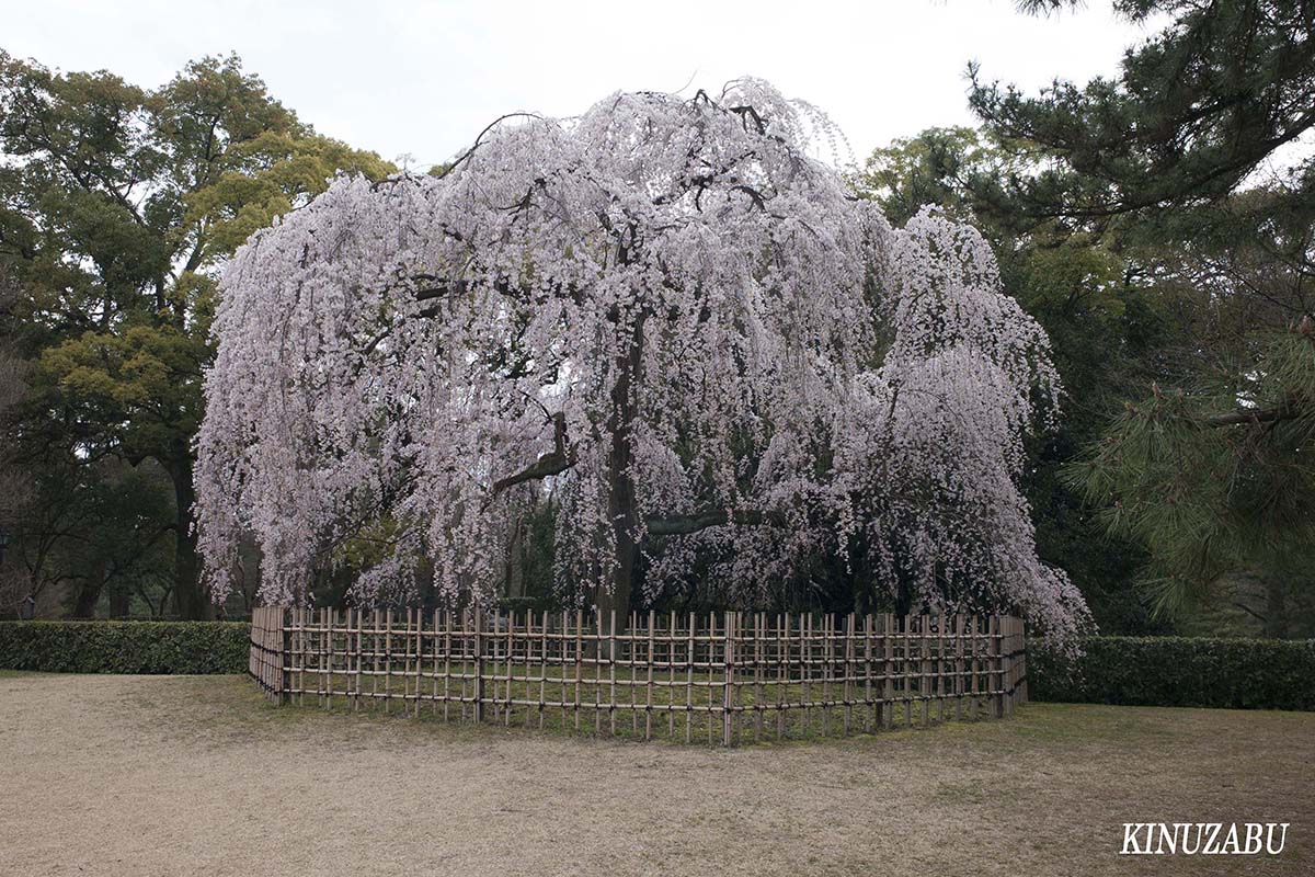 京都御苑の早咲きの桜、糸桜など