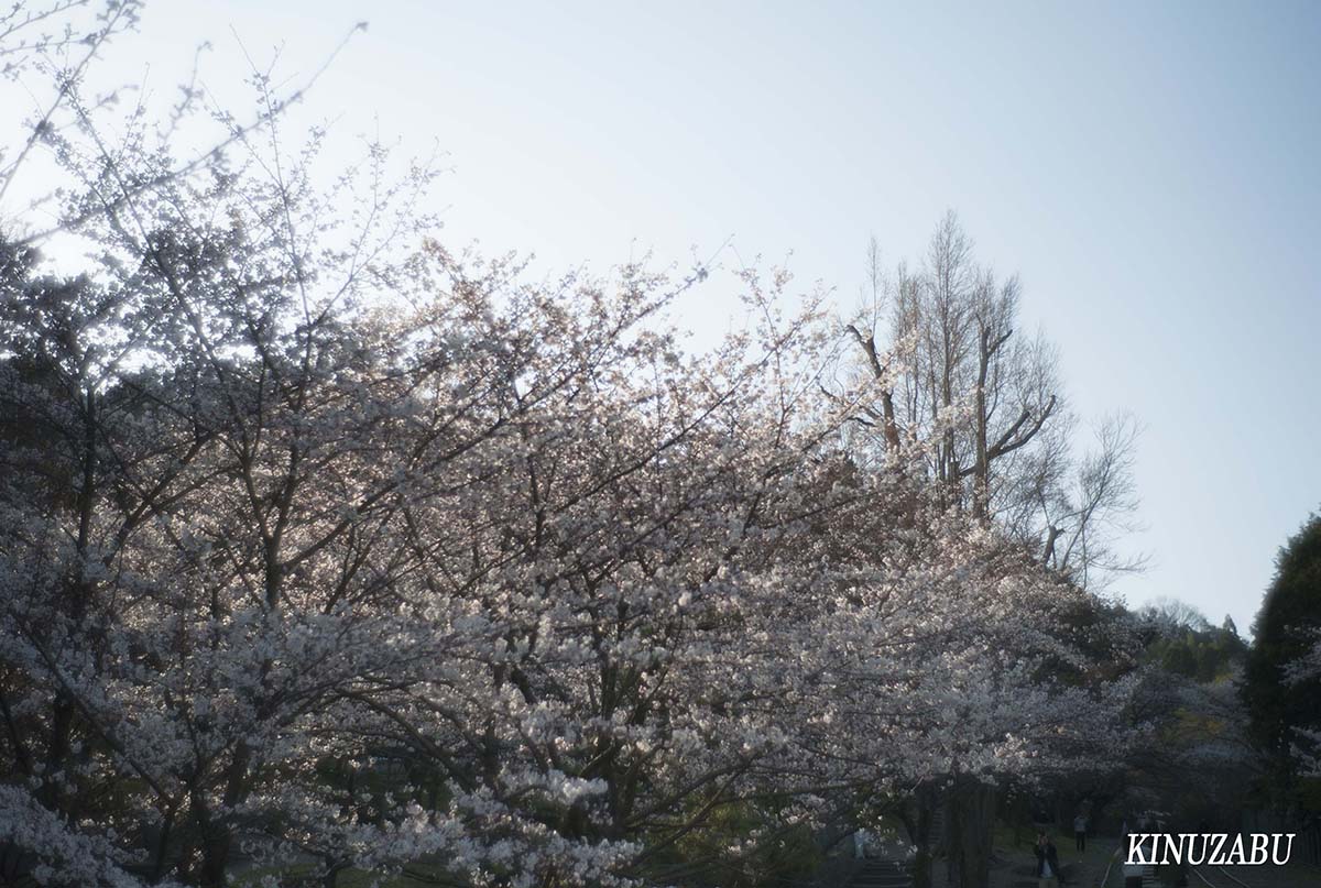 京都の桜：インクライン、南禅寺、野村美術館裏