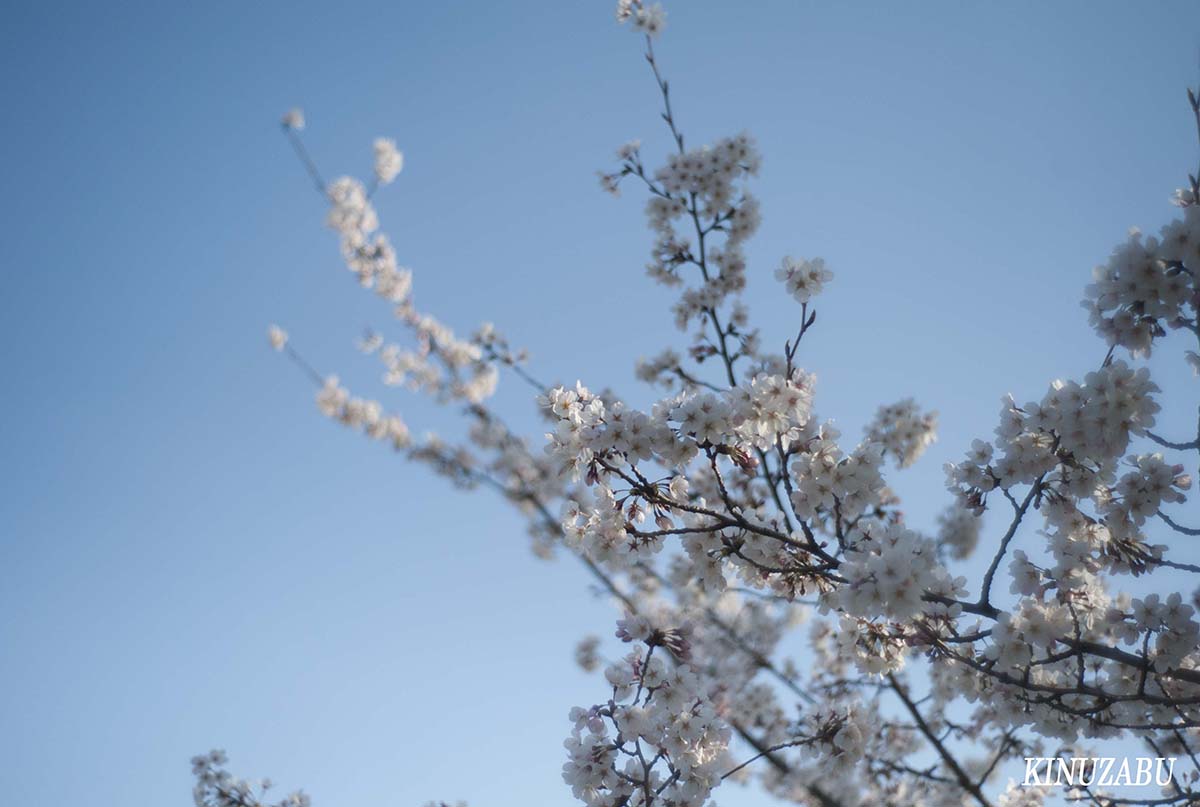 京都の桜：インクライン、南禅寺、野村美術館裏