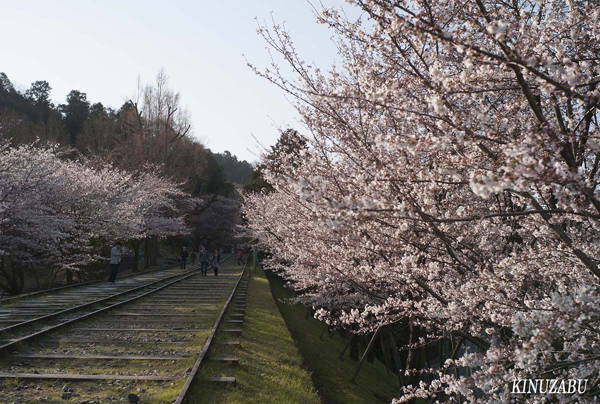 京都の桜：インクライン、南禅寺、野村美術館裏