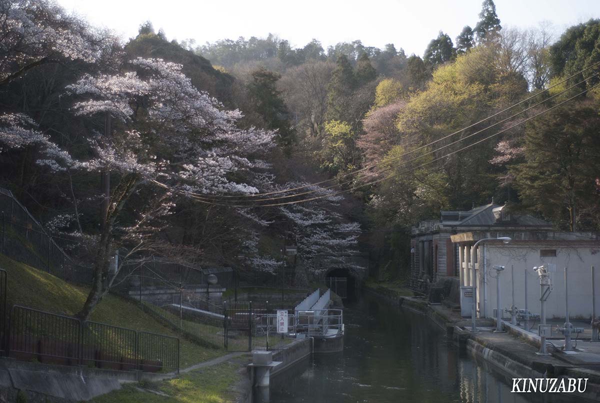 京都の桜：インクライン、南禅寺、野村美術館裏