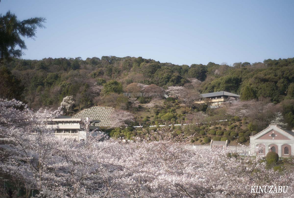 京都の桜：インクライン、南禅寺、野村美術館裏