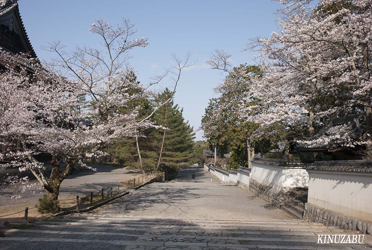 京都の桜：インクライン、南禅寺、野村美術館裏