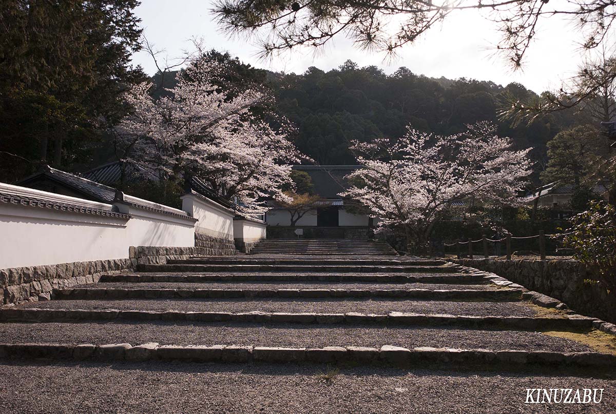 京都の桜：インクライン、南禅寺、野村美術館裏