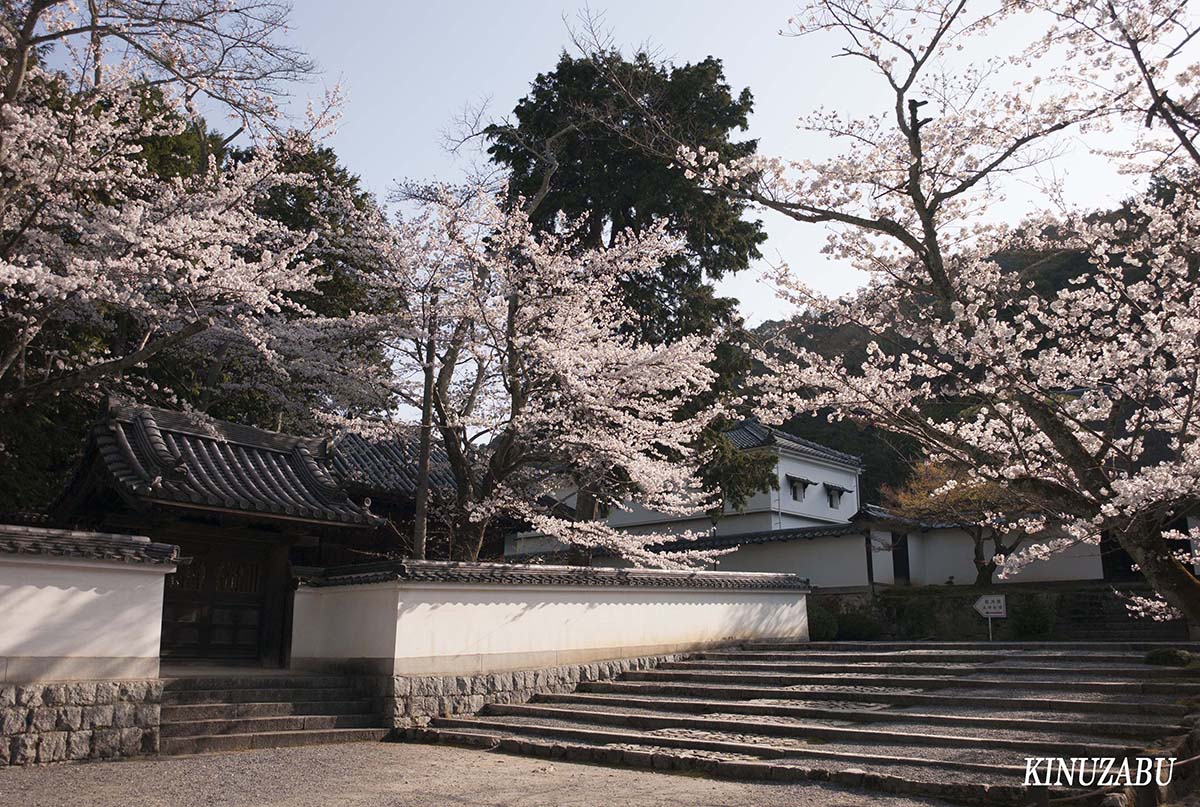 京都の桜：インクライン、南禅寺、野村美術館裏