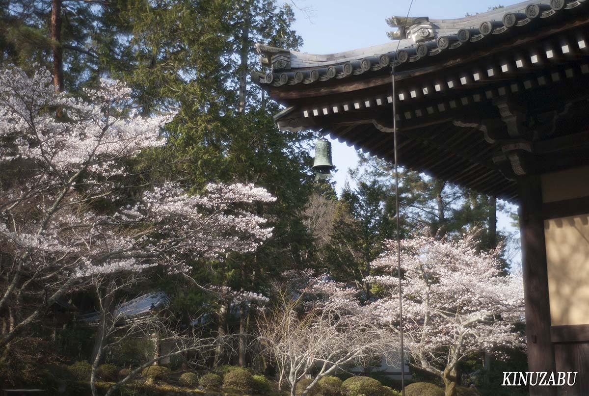京都の桜：インクライン、南禅寺、野村美術館裏