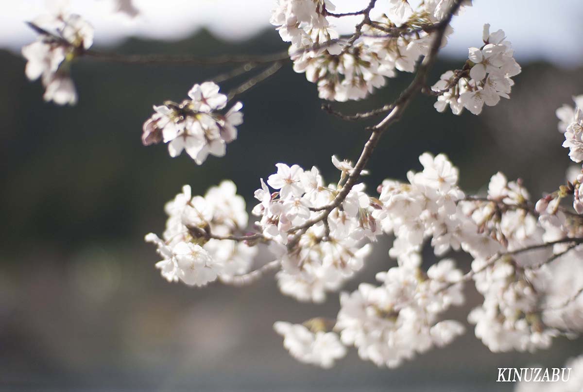 京都の桜：インクライン、南禅寺、野村美術館裏