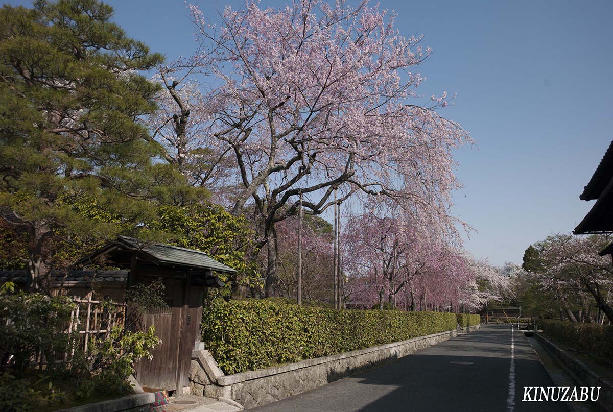 京都の桜：インクライン、南禅寺、野村美術館裏