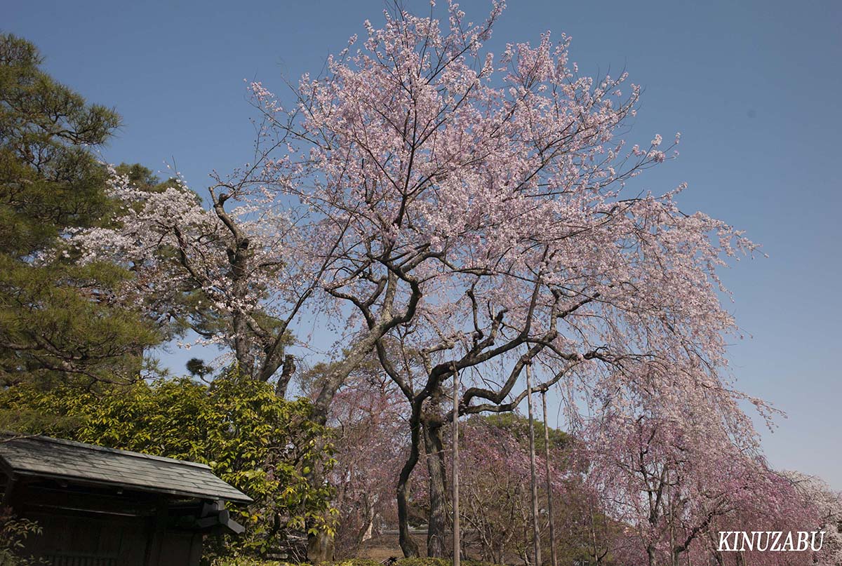 京都の桜：インクライン、南禅寺、野村美術館裏