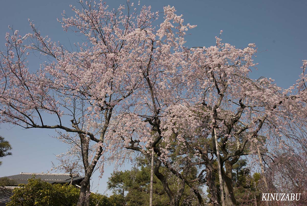 京都の桜：インクライン、南禅寺、野村美術館裏