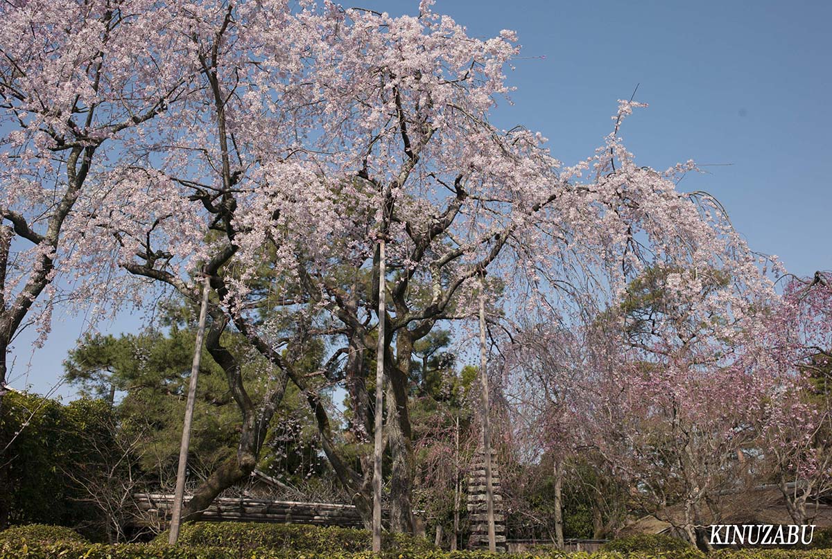 京都の桜：インクライン、南禅寺、野村美術館裏