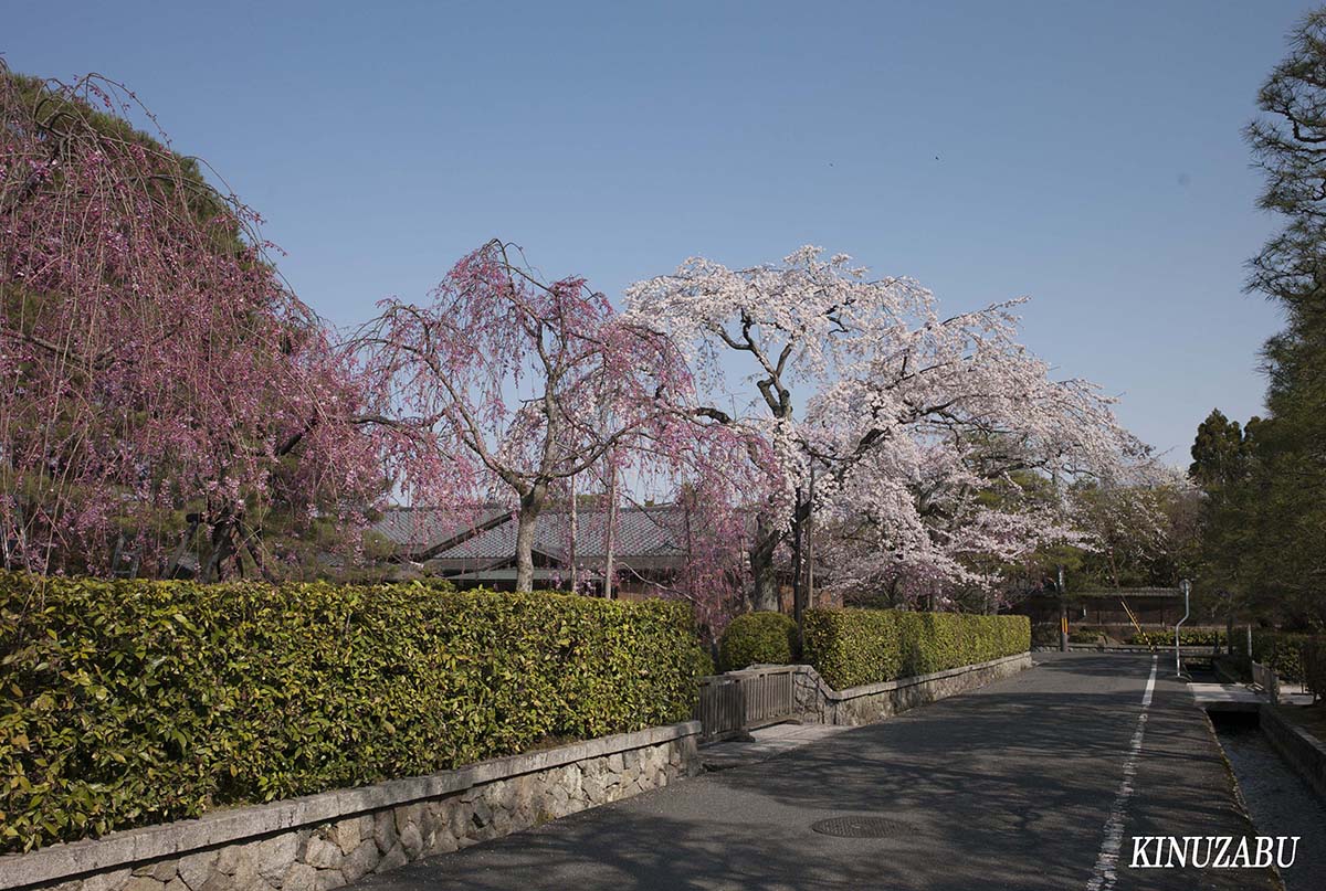 京都の桜：インクライン、南禅寺、野村美術館裏