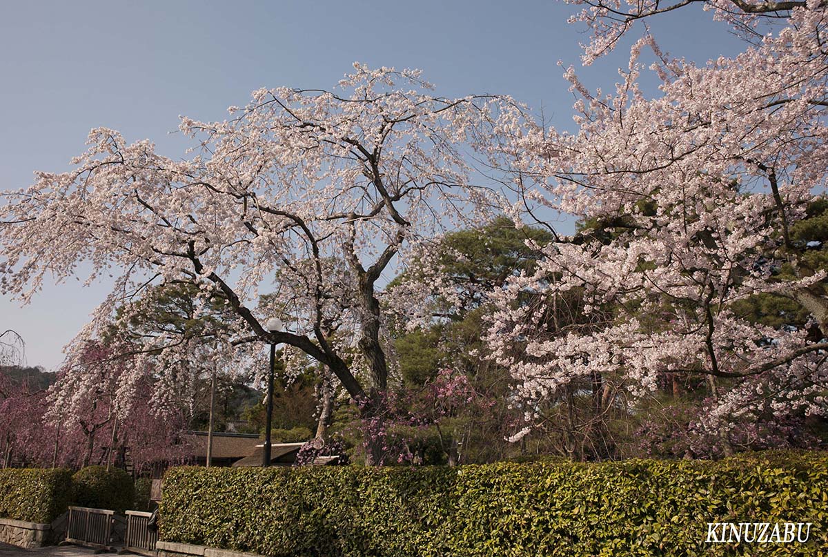 京都の桜：インクライン、南禅寺、野村美術館裏