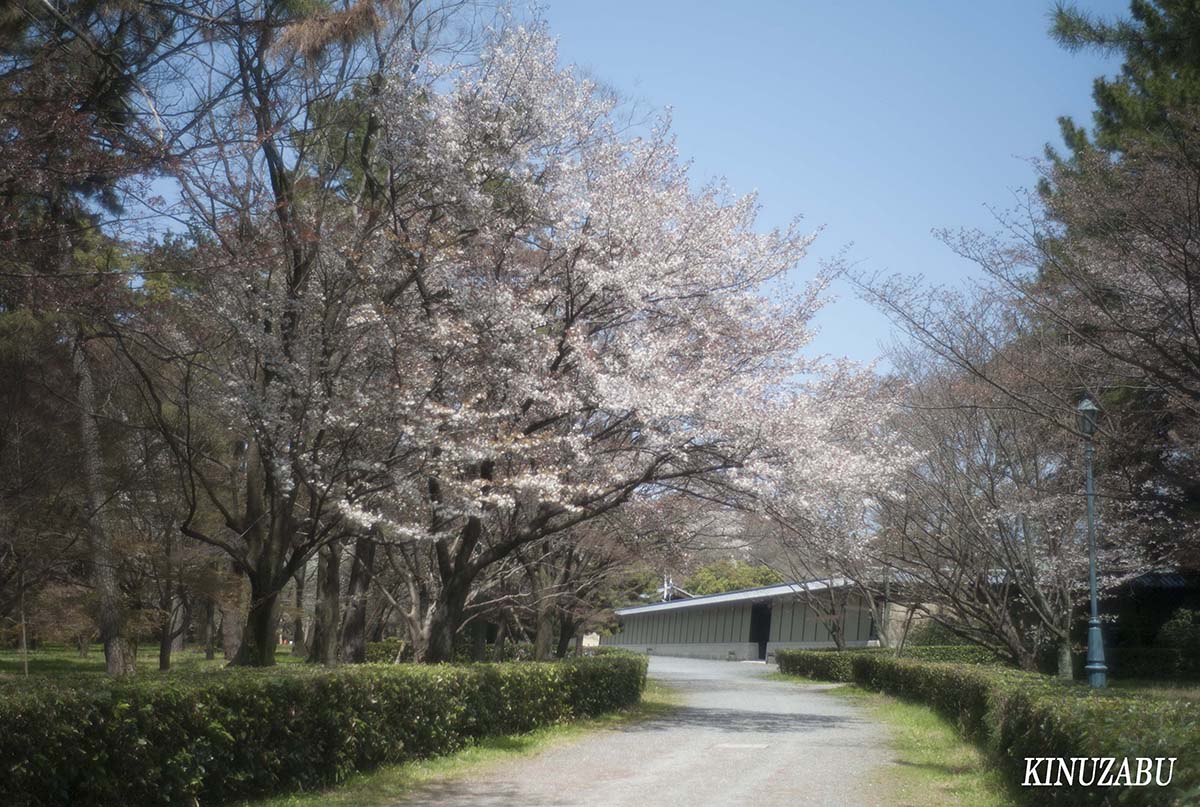 京都の桜：インクライン、南禅寺、野村美術館裏