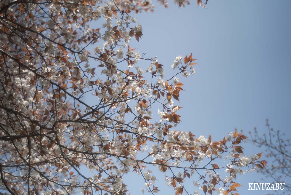 京都の桜：インクライン、南禅寺、野村美術館裏