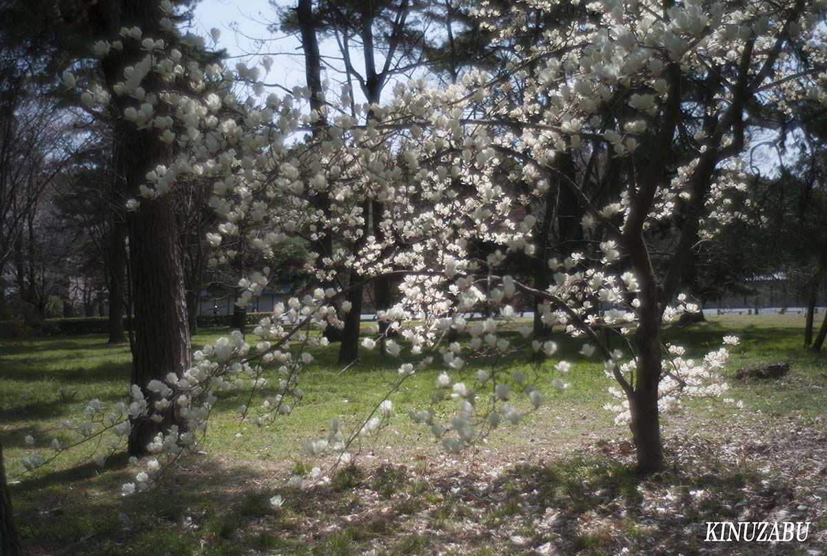 京都の桜：インクライン、南禅寺、野村美術館裏