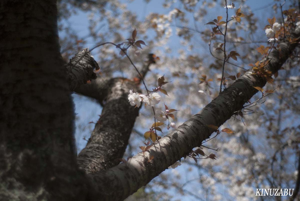 京都の桜：インクライン、南禅寺、野村美術館裏