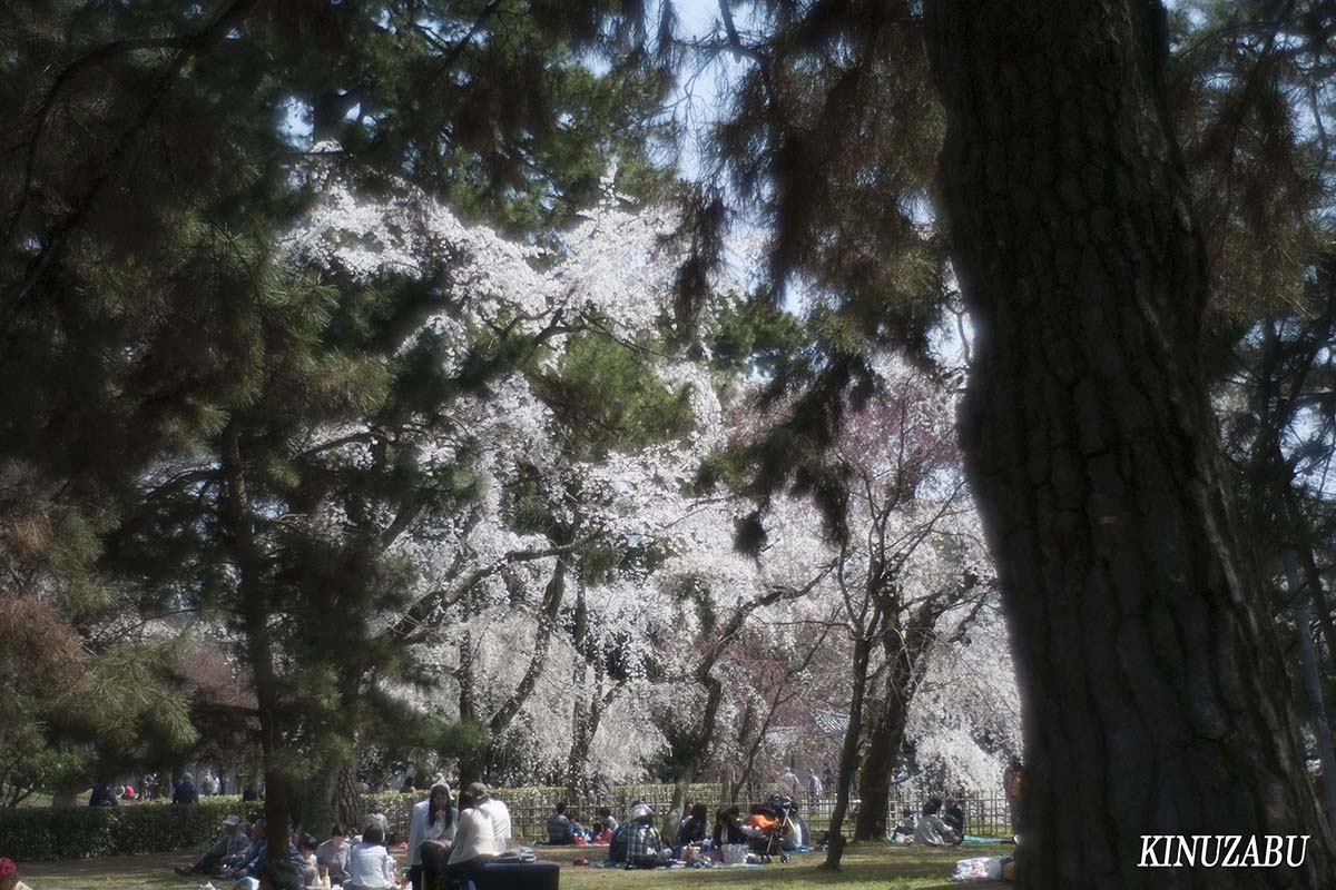 京都の桜：インクライン、南禅寺、野村美術館裏