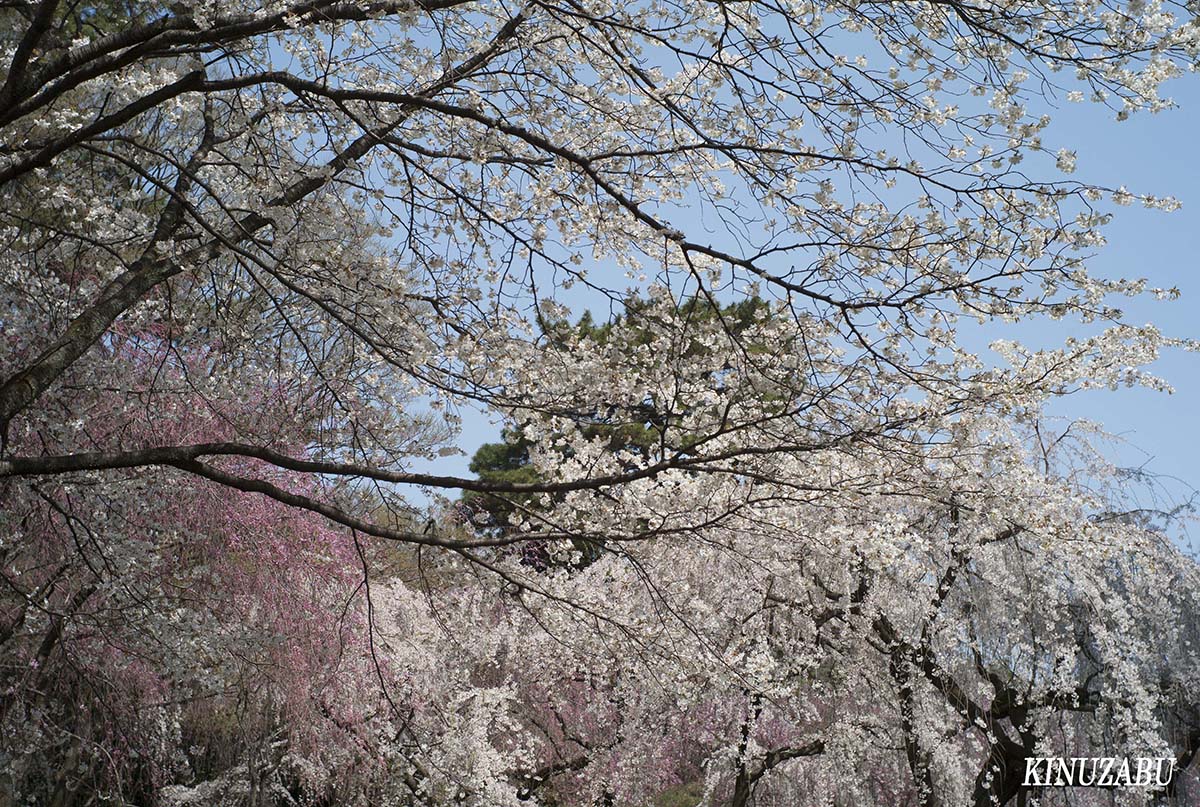 京都の桜：インクライン、南禅寺、野村美術館裏