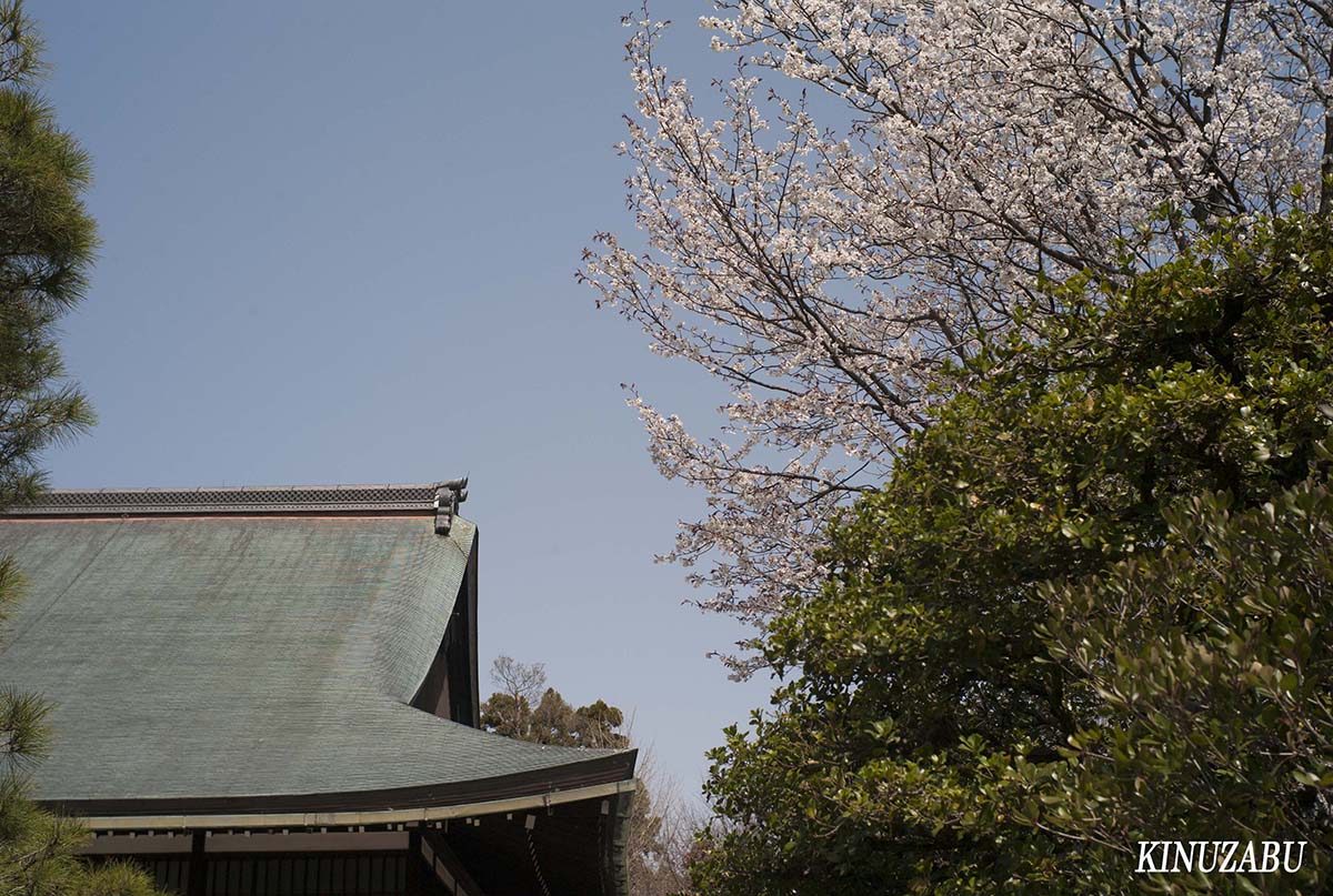 桜の仙洞御所、京都