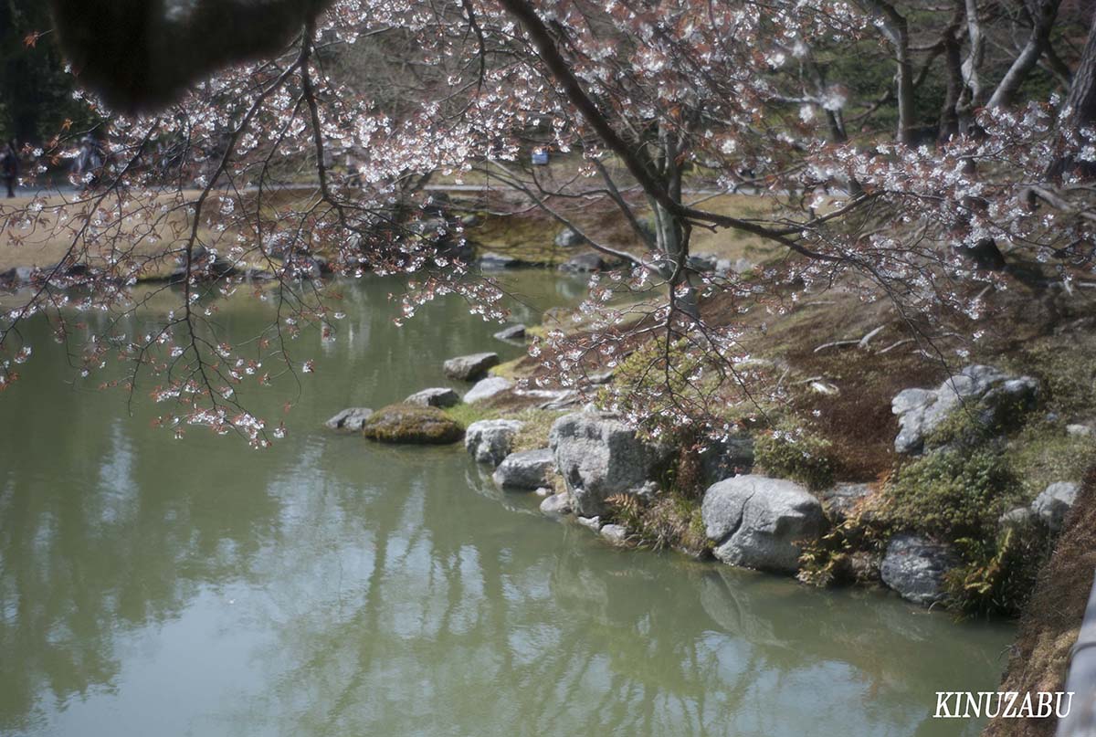 桜の仙洞御所、京都