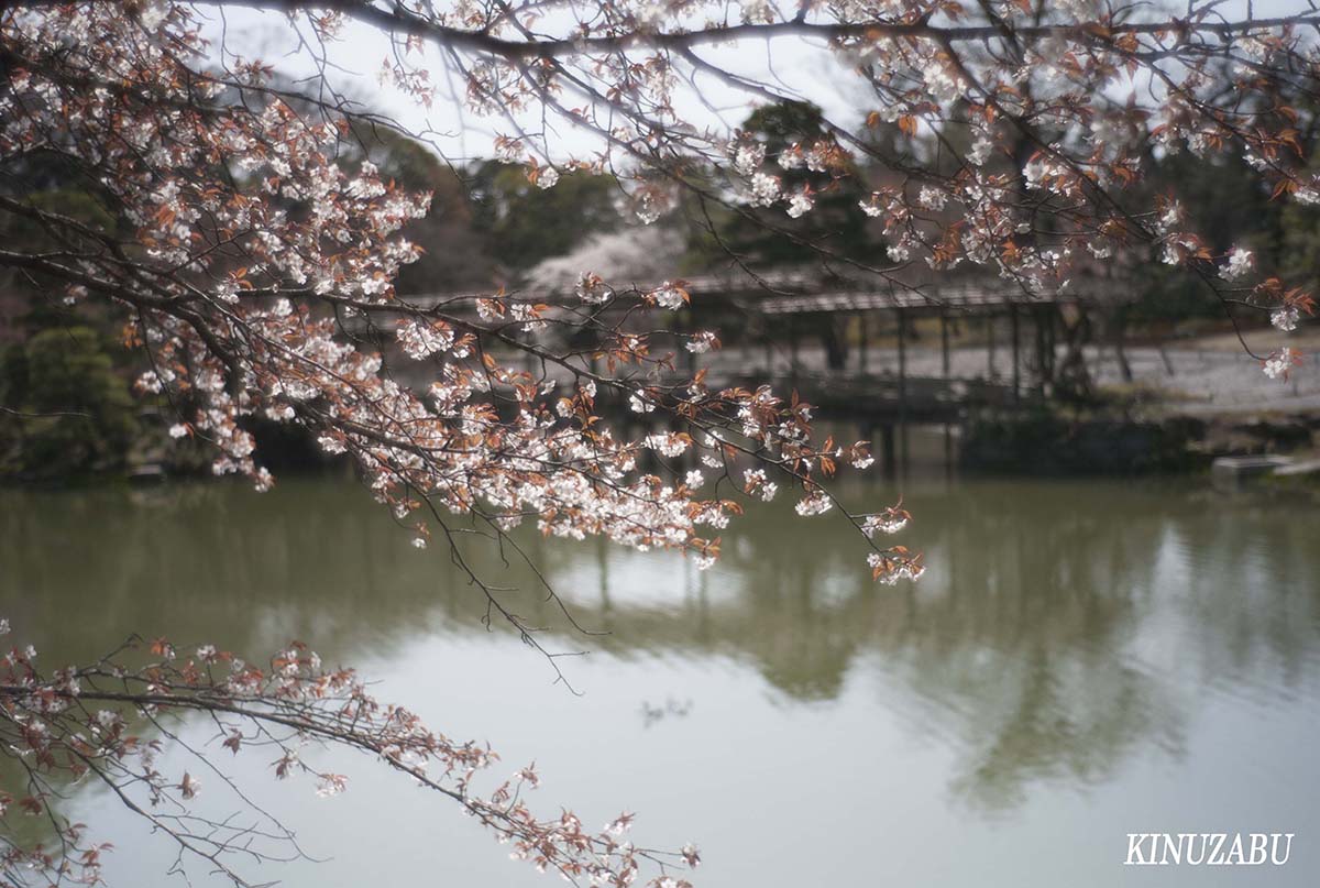 桜の仙洞御所、京都