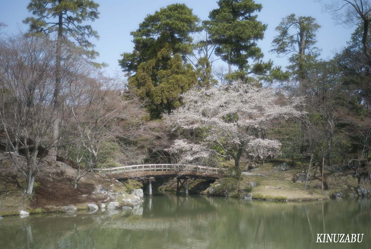 桜の仙洞御所、京都