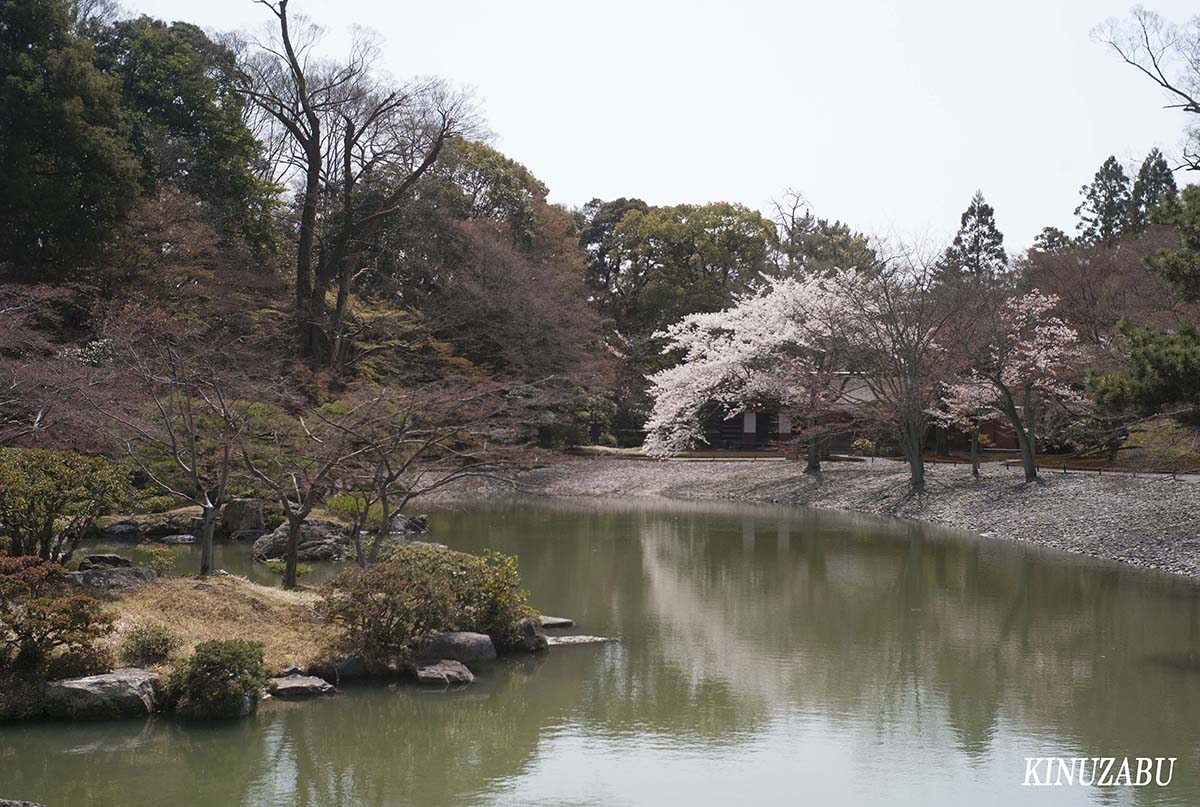 桜の仙洞御所、京都