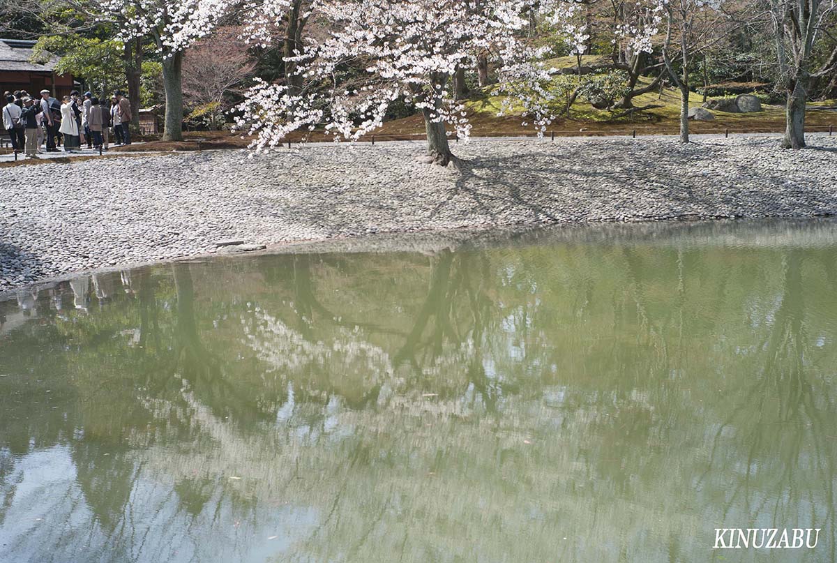 桜の仙洞御所、京都