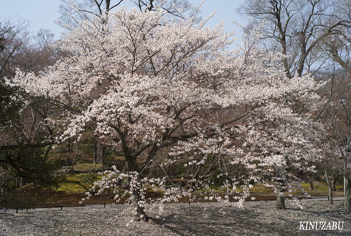 桜の仙洞御所、京都