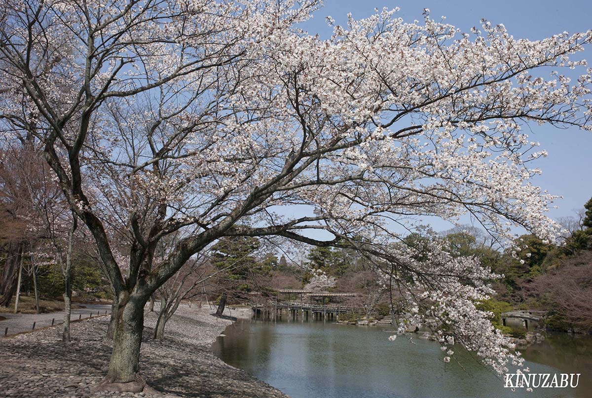 桜の仙洞御所、京都