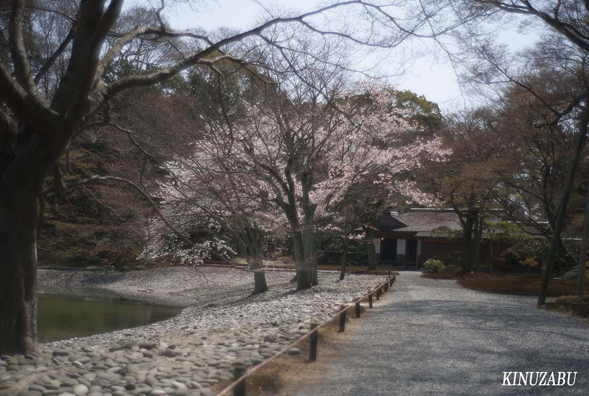 桜の仙洞御所、京都