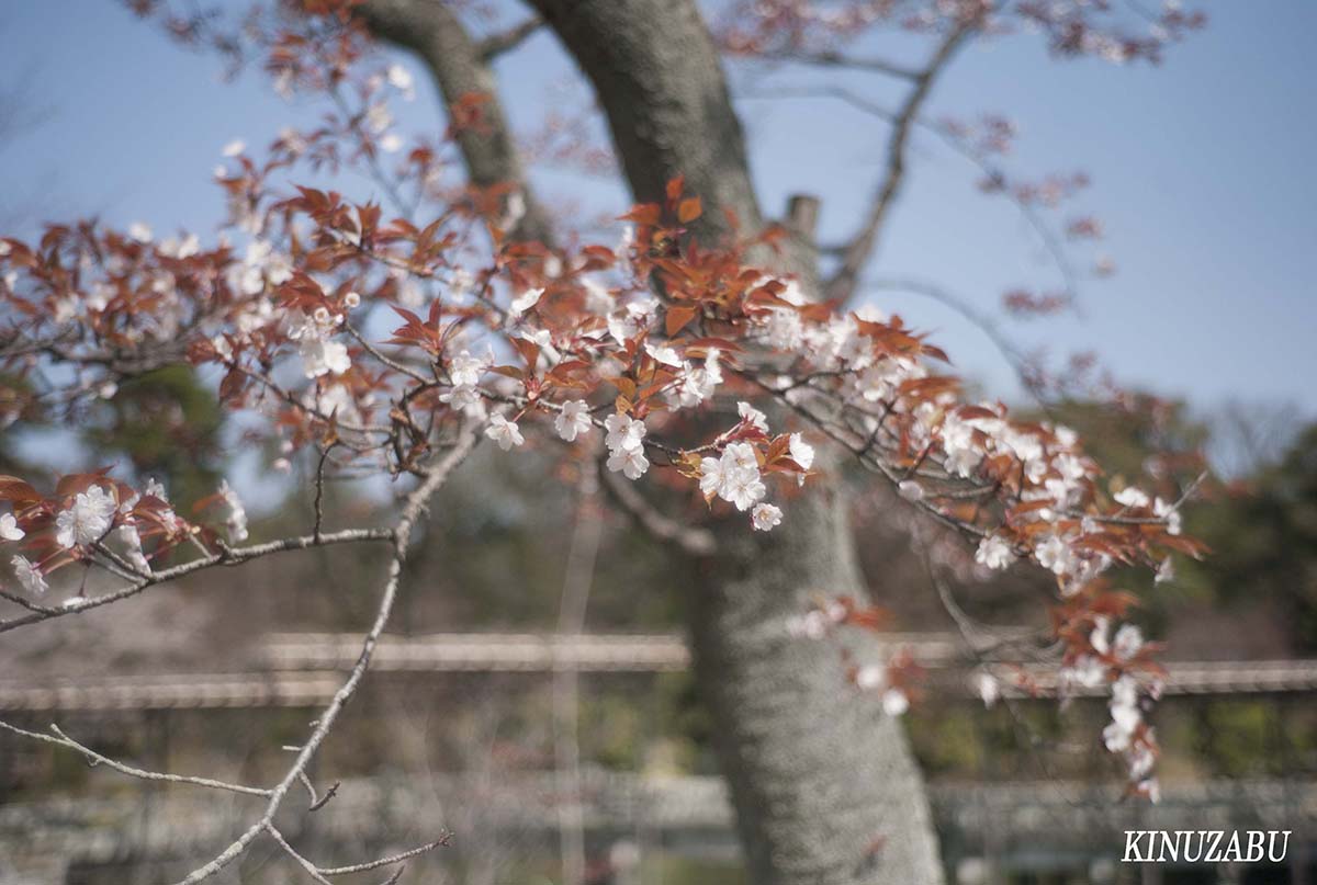 桜の仙洞御所、京都