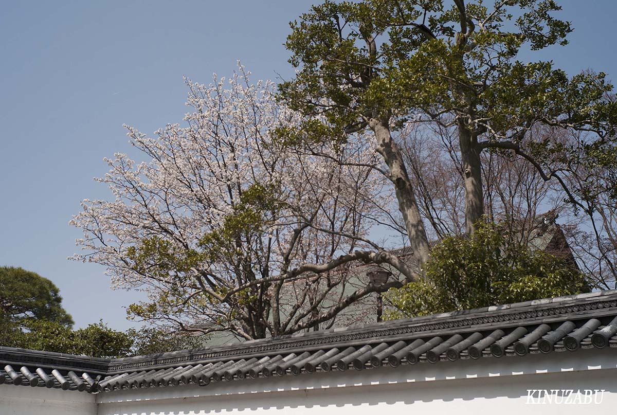 桜の仙洞御所、京都