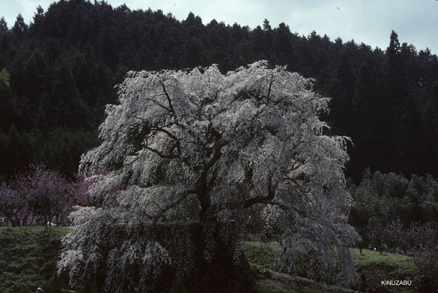 photo11